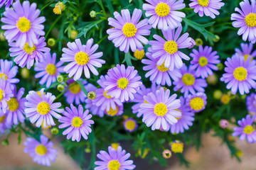 Fototapeta premium blue daisy flowers