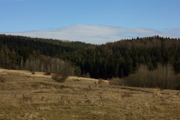 Spring landscape, view of meadow without green grass and forest.
