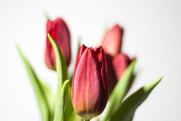 Naklejka premium Red tulip with leave on a white background close up