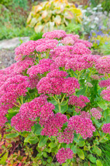 Plant Sedum prominent (lat. Sedum spectabile)