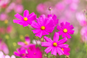 Obraz premium close up colorful pink cosmos flowers blooming in the field on sunny day 