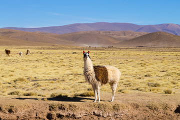 Bolivian llama breeding,Bolivia