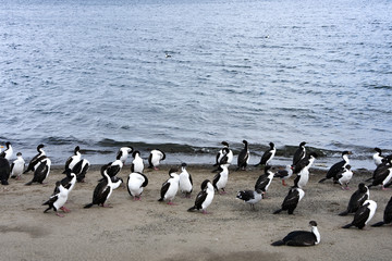 Obraz premium Flocks of Cormorants and Seagulls on the beach in Punta Arenas, Chile