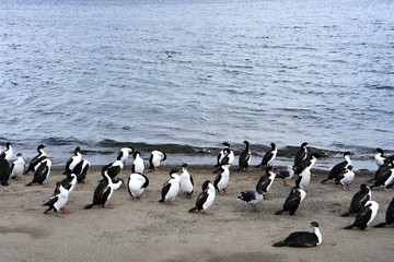 Flocks of Cormorants and  Seagulls on the beach in Punta Arenas, Chile
