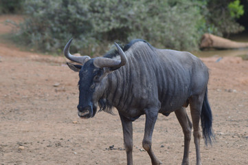 Blue wildebeest in Kruger National Park