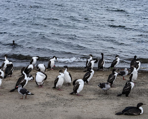 Flocks of Cormorants and  Seagulls on the beach in Punta Arenas, Chile