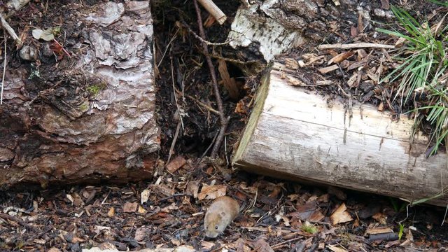 Bank Vole searching for food ,  ( Myodes glareolus ) 