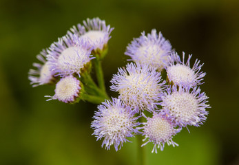 Billygoat Weed Flower