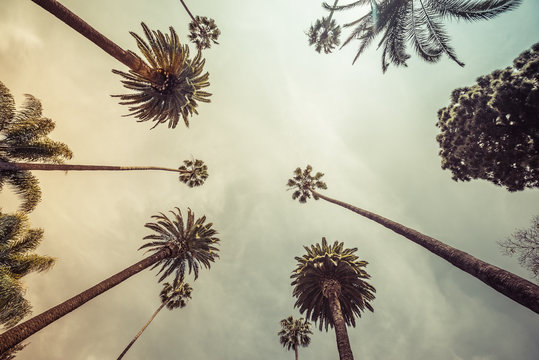 Palm trees, low angle shot. Vintage tone. Los angeles, Beverly Hills