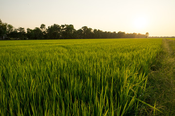 Image of the jasmine rice farm with beautiful light of the moment of sunset.