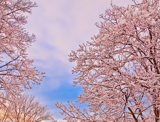 beautiful landscape of colorful snow piled trees reflected by sunset light