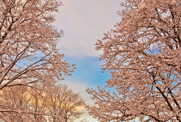 beautiful landscape of colorful snow piled trees in sunset light