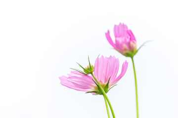 Obraz premium Pink and White cosmos flowers in garden ,beautiful flower