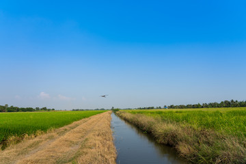Fototapeta na wymiar Image of the jasmine rice farm and irrigation system and the big birds flying over the field..