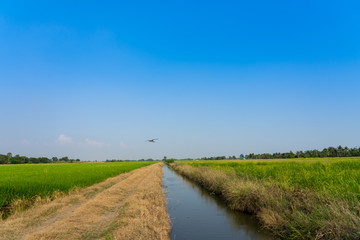 Image of the jasmine rice farm and irrigation system and the big birds flying over the field..