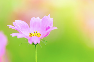 Pink and White cosmos flowers in garden ,beautiful flower