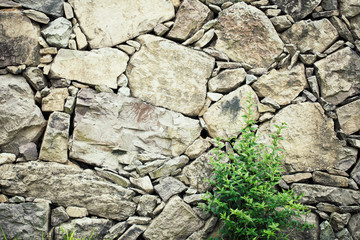 Stone Wall with Green Plants