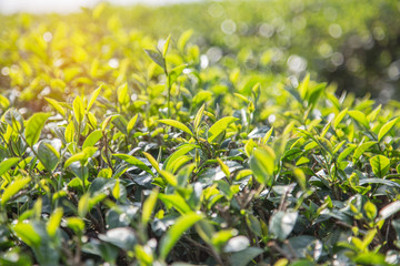 Close up fresh oolong tea leaves or black dragon tea leaves on tree in plantation. 