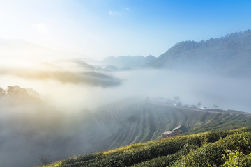 Sunrise in the morning with white fog at green terraced tea plantation 2000 Doi Ang khang the north of Thailand the most popular for tourism