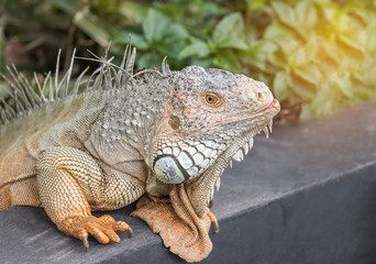 Fototapeta premium Close up portrait green iguana (Iguana iguana) large lizard reptile resting in natural