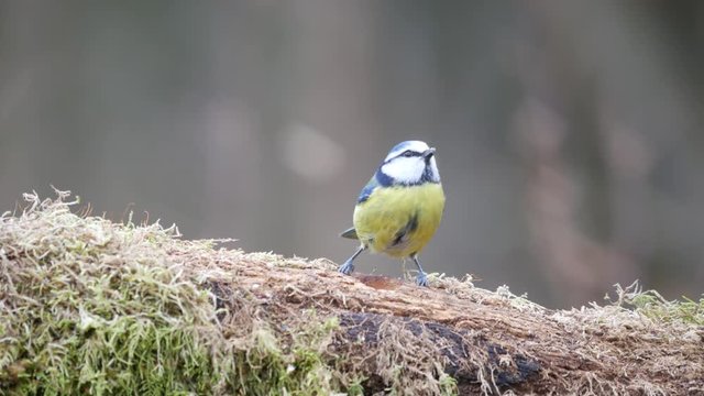 Eurasian blue tits (Cyanistes caeruleus) on tree stump