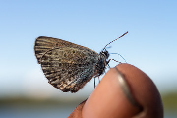 butterfly on the sky background