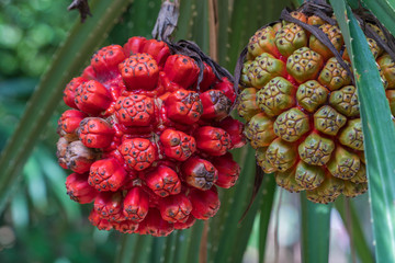 raw and ripe Pandanus odorifer or Screw pine  on the tree.