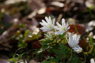 Anemone pseudoaltaica
