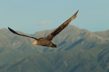 Northern Giant Petrel (Macronectes halli) New Zealand