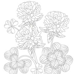 Zentangle stylized clover. Hand Drawn lace vector illustration