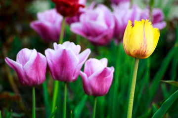 Natural view of tulip flowers blooming in the garden with green grass as morning spring background