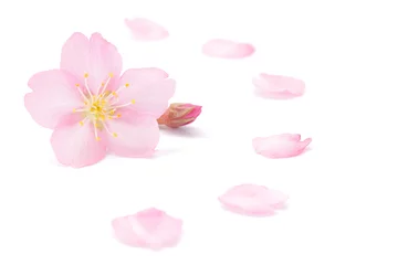 Crédence de cuisine en verre imprimé Fleur de cerisier 桜 花びら 春 背景