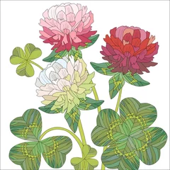 Foto auf Acrylglas Flowers of red and white clover with leaves. © Andreichenko