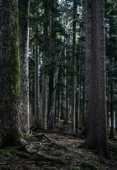 Mountain Forest, March