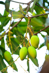 Mango is a fruit with seasonal fruits, most yields once a year.