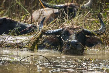 Buffalo in the marsh