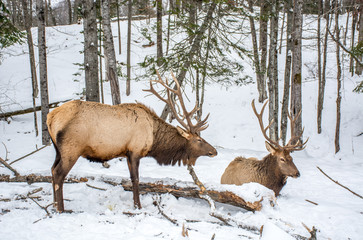 Elk Rattling Next to His Friend