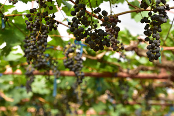 Purple vineyard in thailand