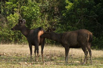 Male and female deer with lover