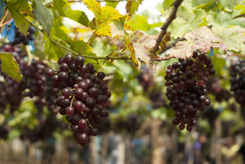 Red grapes
