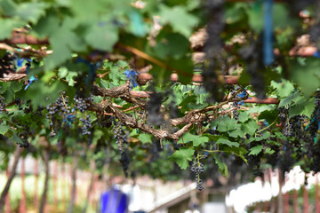 Purple vineyard in thailand