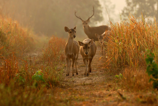 Sambar Deer at Thung Kamang, Chaiyaphum, Thailand