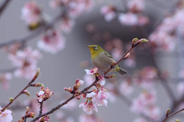 メジロと河津桜