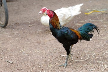 Thai fight cock in the farm at Thailand.