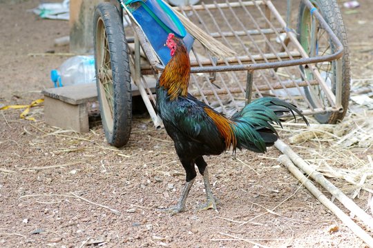 Thai fight cock in the farm at Thailand.