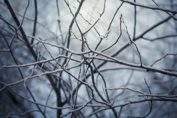 Winter trees on snow