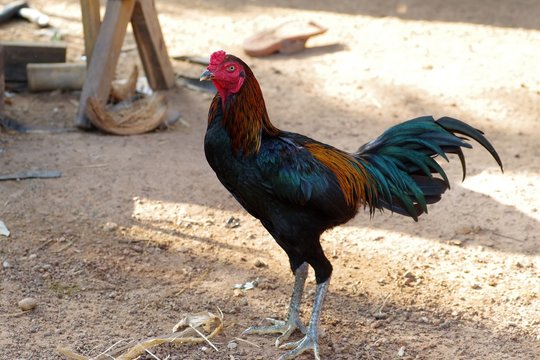 Thai fight cock in the farm at Thailand.