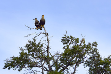 Southern crested Caracara perched in a tree within the Torres del Paine National Park, Chile
