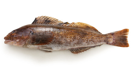 greenling isolated on white background