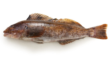 Fototapeta premium greenling isolated on white background